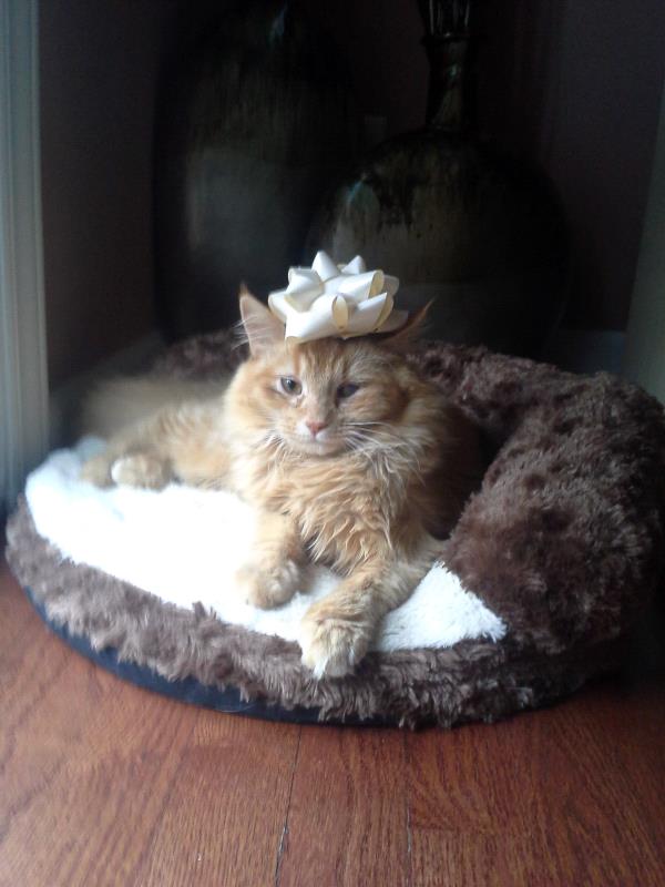 /Images/uploads/Carolina Tiger Rescue/PetTabbies/entries/14710thumb.jpg